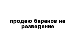 продаю баранов на разведение 